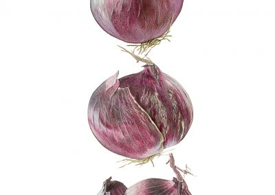Zwiebeln Polychrom Zeichnung