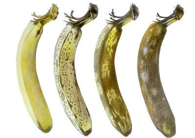 Polychrom Illustration