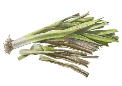 Lauch Polychrom Zeichnung