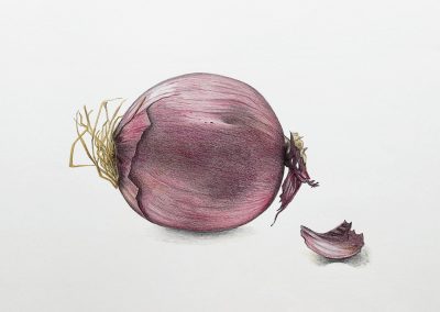 Zwiebel Polychrom Zeichnung